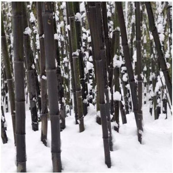 Bambou moyen : Phyllostachys nigra - Image 4