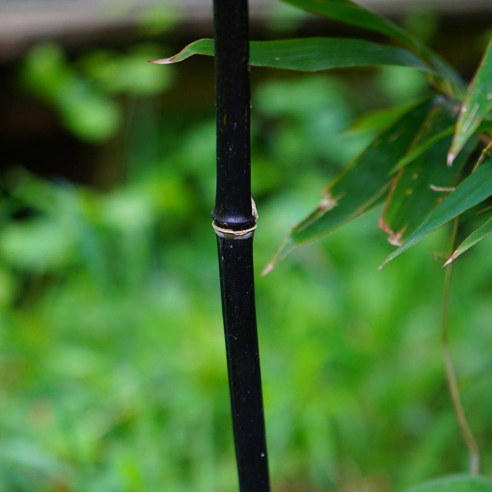 Bambou moyen : Phyllostachys nigra - Image 6
