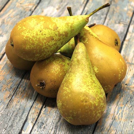 Poirier 'Conférence' : taille en palmette verrier - Image 1