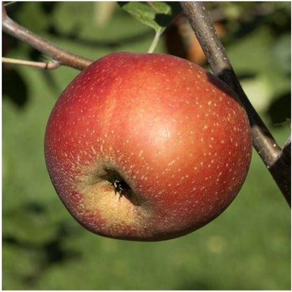 Pommier 'Belle de Boskoop' : taille en gobelet, en pot - Image 1
