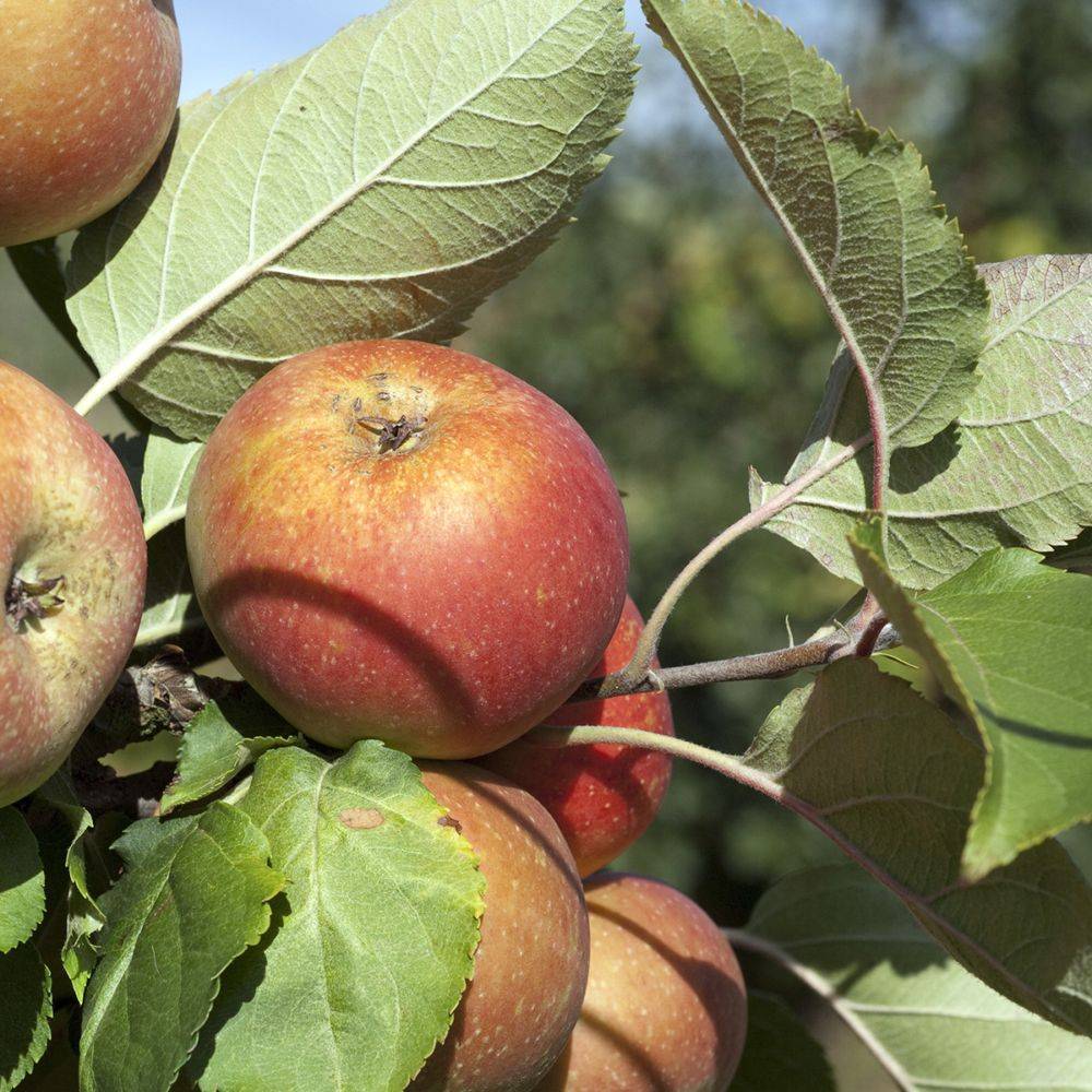 Pommier 'Belle de Boskoop' : taille en gobelet, en pot - Image 4