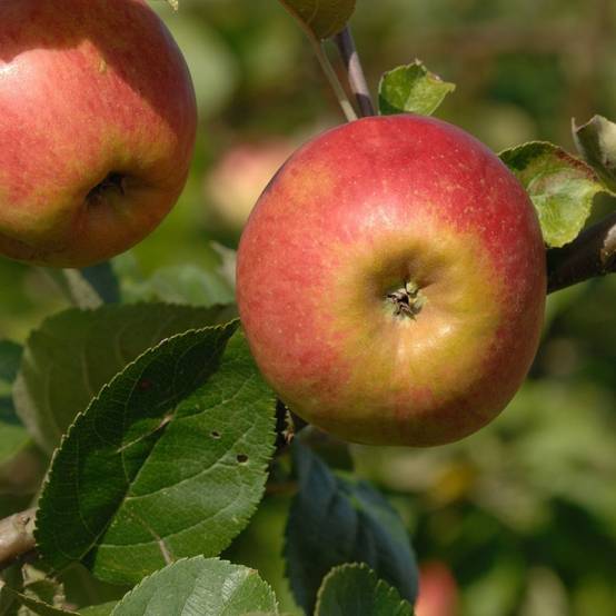Pommier 'Belle de Boskoop' : taille en gobelet, en pot - Image 5