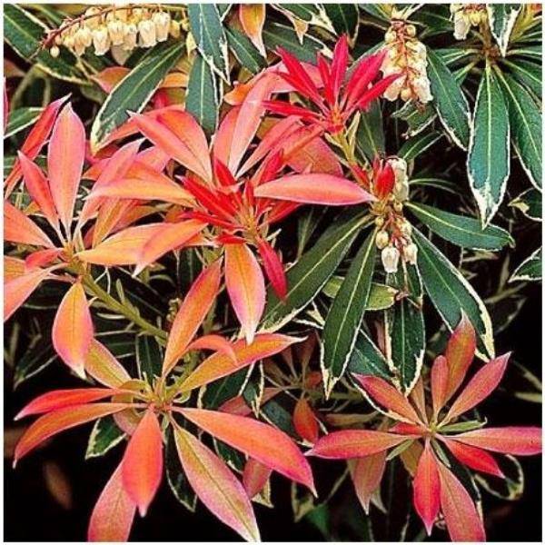 Pieris 'Flaming silver' - Image 2