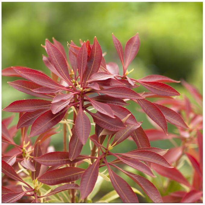 Pieris 'Mountain Fire' - Image 5