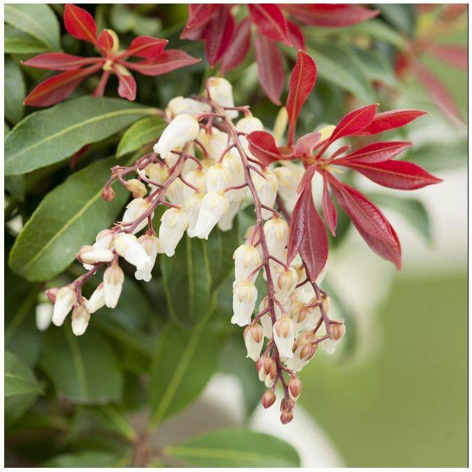 Pieris 'Mountain Fire' - Image 2