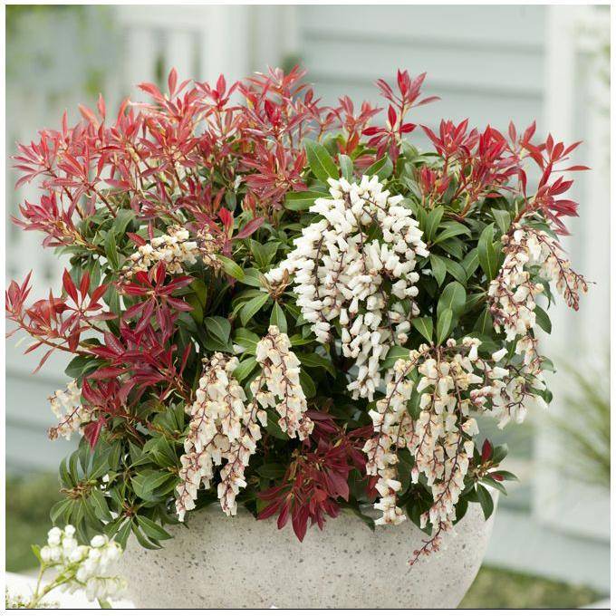 Pieris 'Mountain Fire' - Image 1