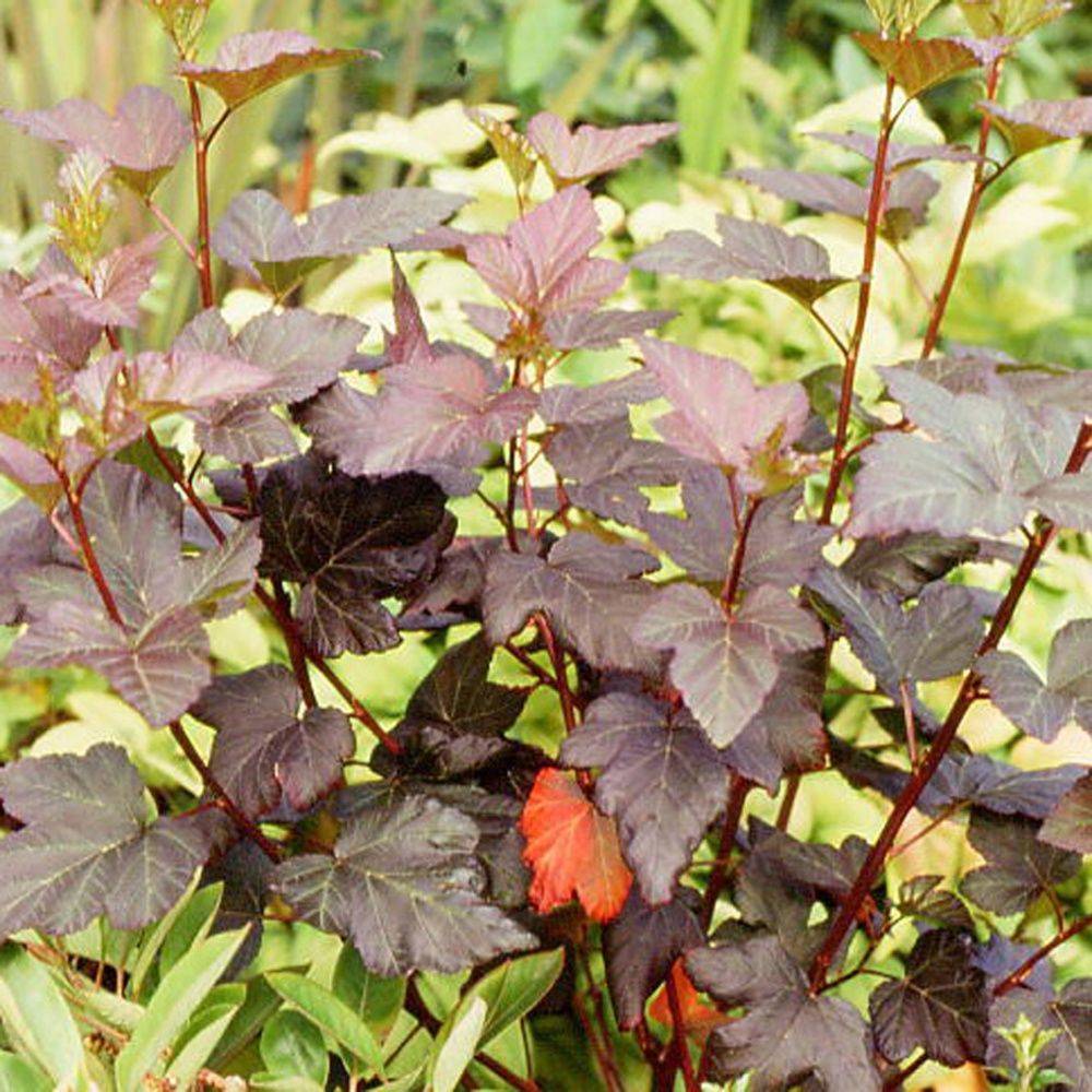 Physocarpus 'Diabolo' - Image 2