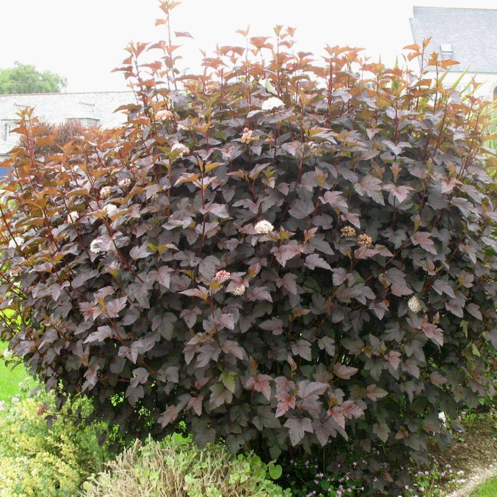 Physocarpus 'Diabolo' - Image 1