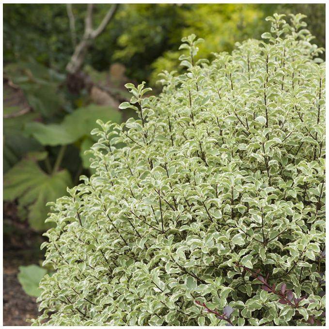 Pittosporum tenuifolium 'Variegatum' - Image 2