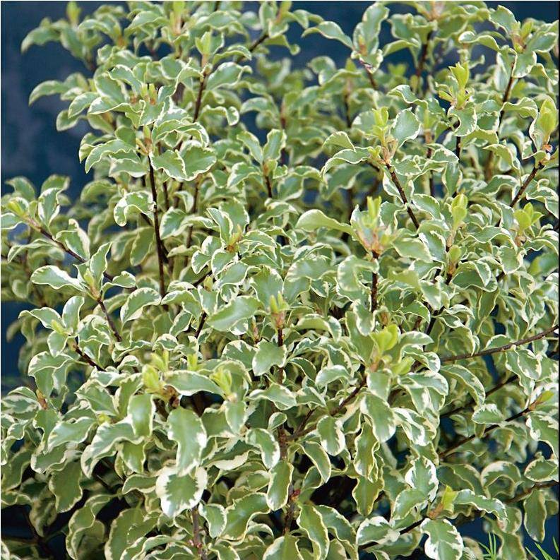 Pittosporum tenuifolium 'Variegatum' - Image 1