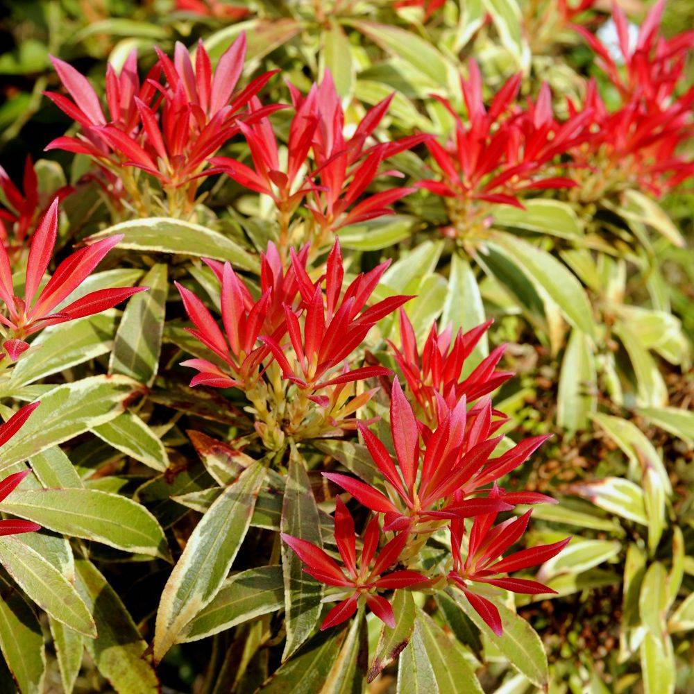 Pieris  'Flaming silver'