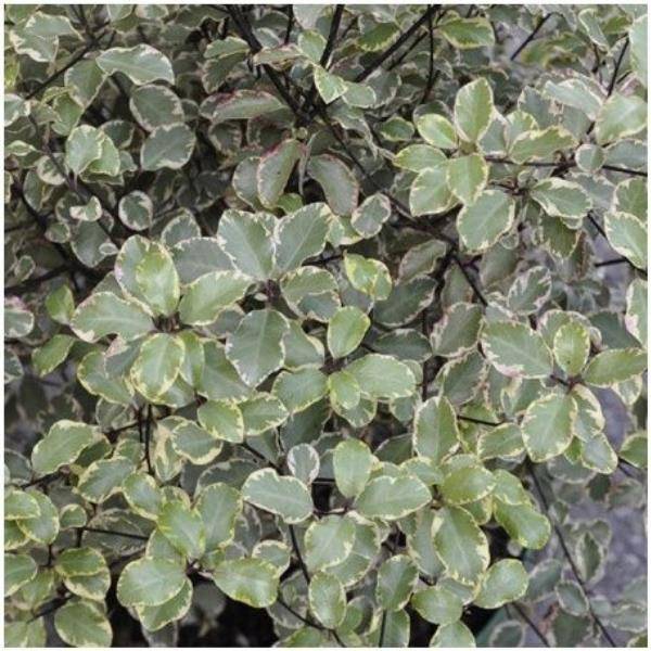 Pittosporum tenuifolium 'Victoria'