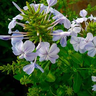 Plumbago du Cap