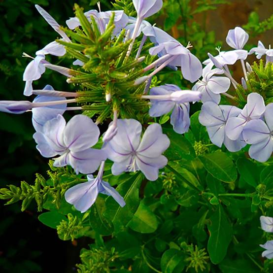 Plumbago du Cap