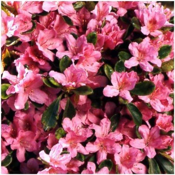 Azalée japonaise 'Gilbert Mullies'
