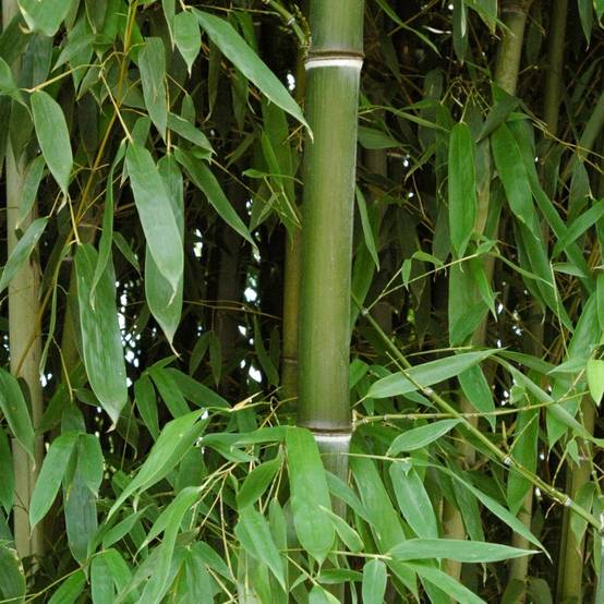 Bambou moyen : Phyllostachys nuda - Image 2