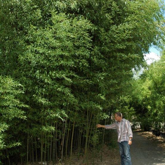 Bambou moyen : Phyllostachys nuda - Image 1