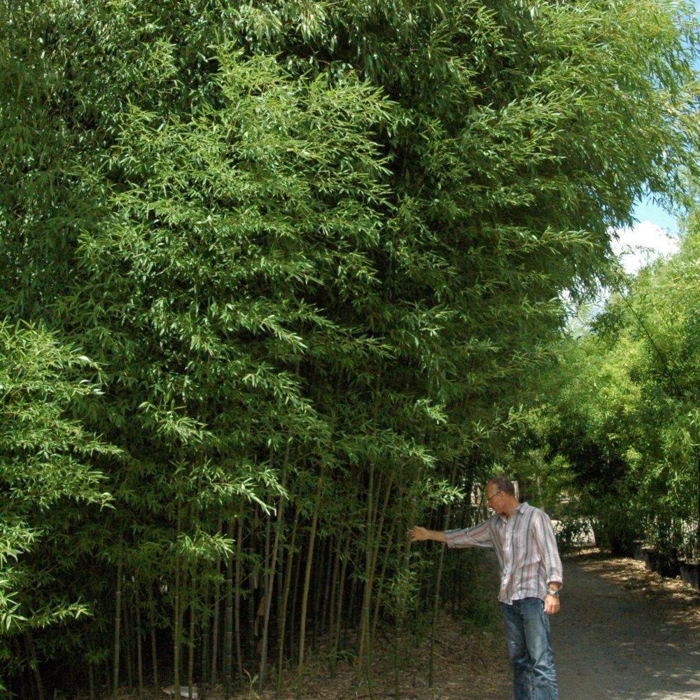Bambou moyen : Phyllostachys nuda - Image 1