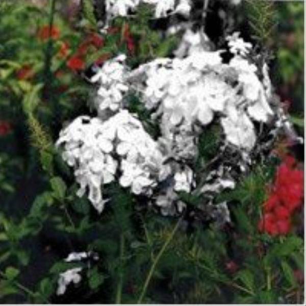 Plumbago blanc du cap - Image 2