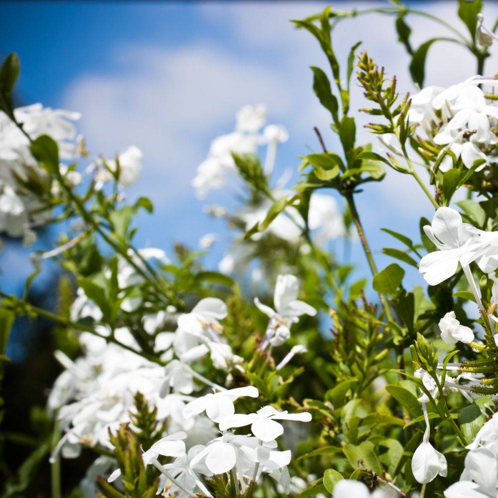 Plumbago blanc du cap
