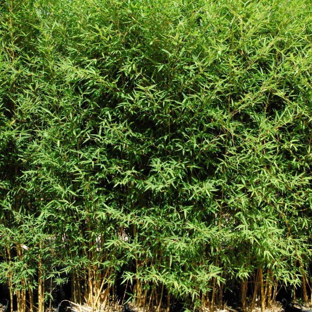 Bambou moyen : Phyllostachys aurea 'Koï ' - Image 1