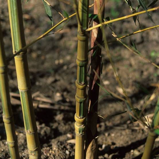 Bambou moyen : Phyllostachys aurea 'Koï ' - Image 2