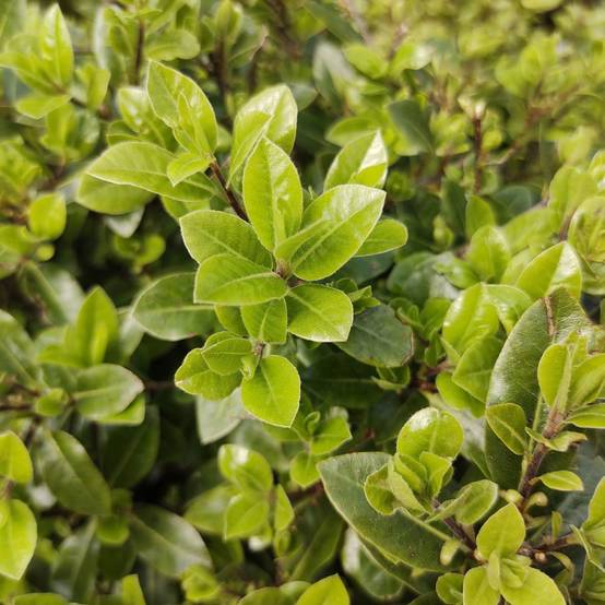 Pittosporum Midget - boule de 40cm - Image 2