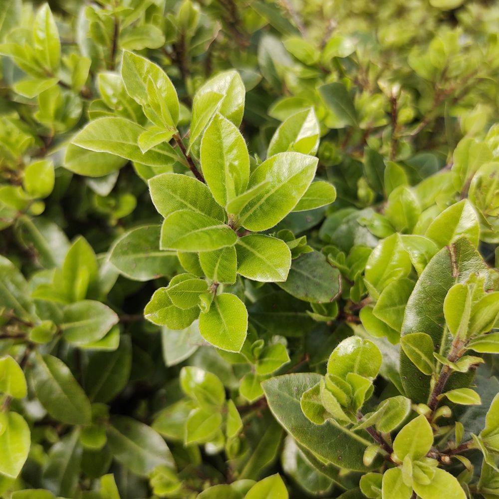 Pittosporum Midget - boule de 40cm - Image 2