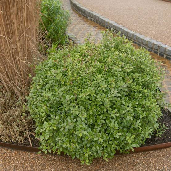 Pittosporum Midget - boule de 40cm - Image 3