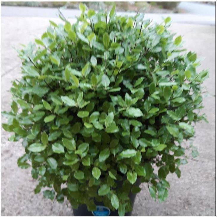 Pittosporum Midget - boule de 40cm - Image 1