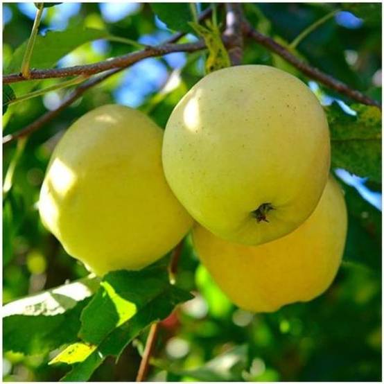 Pommier 'Golden Delicious' : taille en demi-tige, en pot de 12L - Image 1