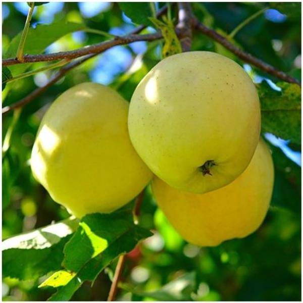 Pommier 'Golden Delicious' : taille en demi-tige, en pot de 12L - Image 1