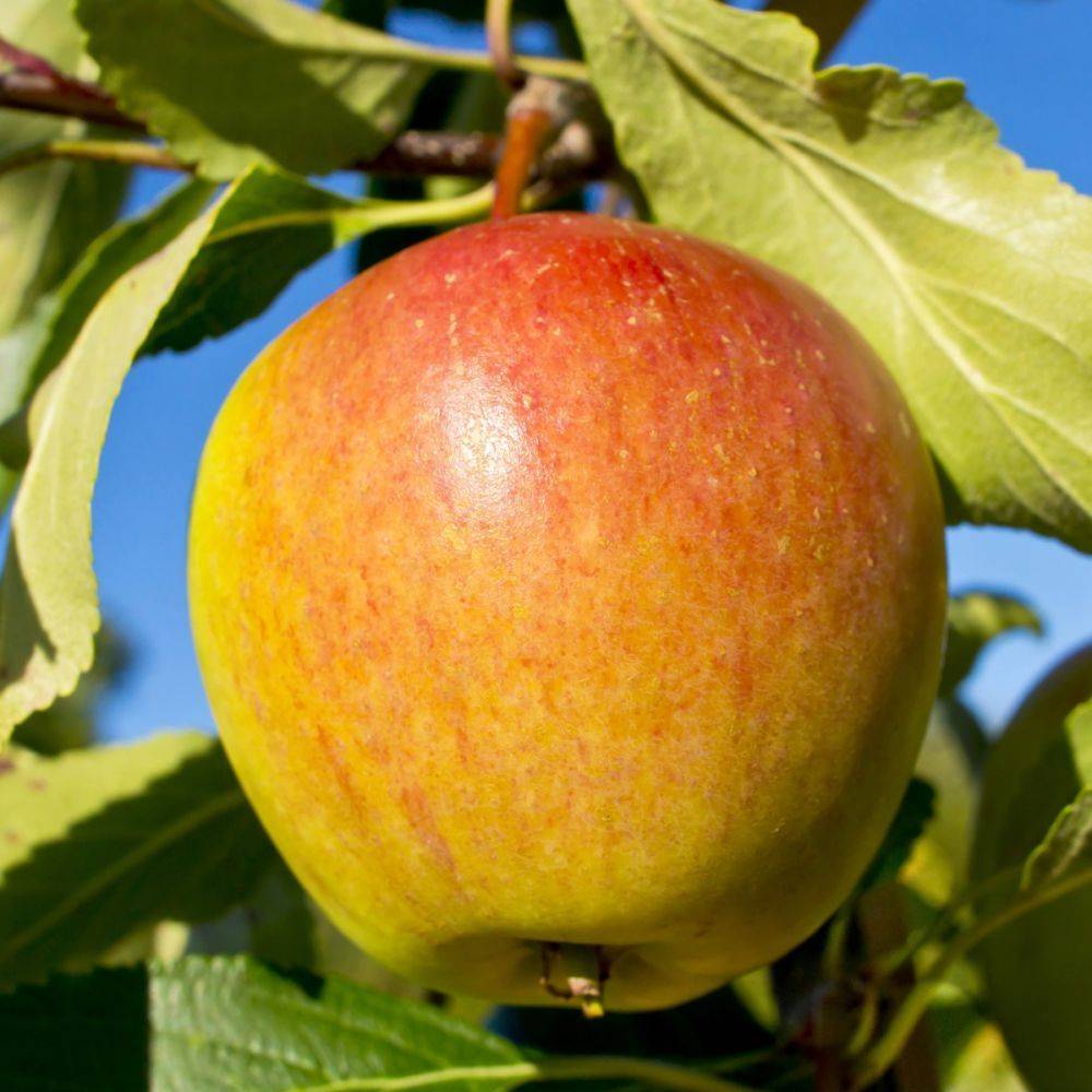 Pommier Cox Orange : taille en gobelet, en pot - Image 4