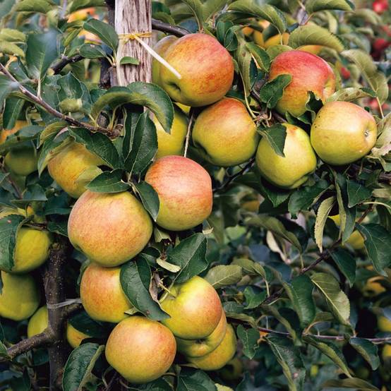 Pommier Cox Orange : taille en gobelet, en pot - Image 1
