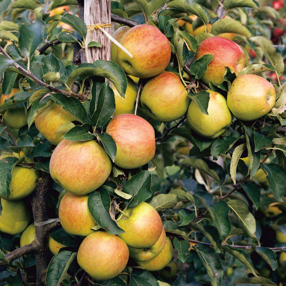Pommier Cox Orange : taille en gobelet, en pot - Image 1