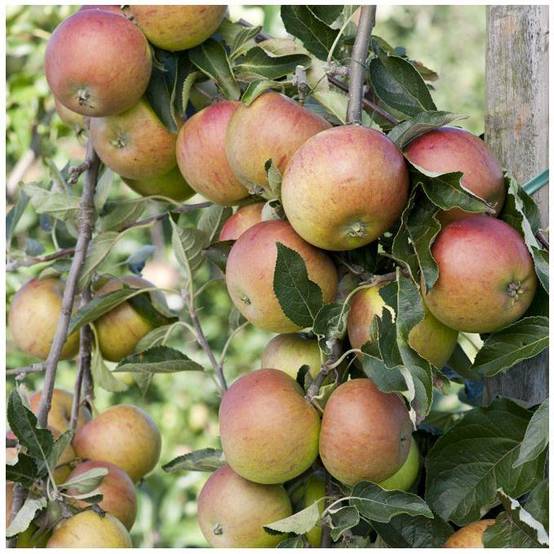 Pommier Cox Orange : taille en gobelet, en pot - Image 3