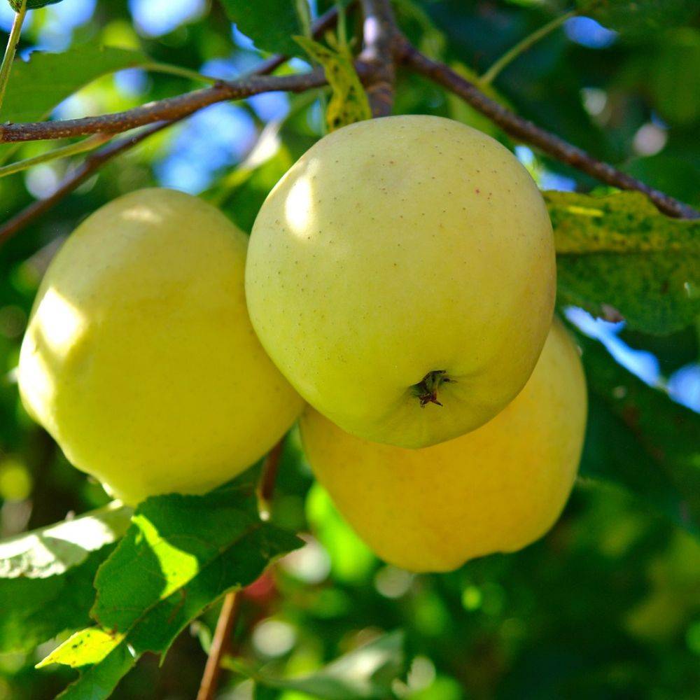 Pommier 'Golden Delicious' : taille en palmette verrier - Image 1