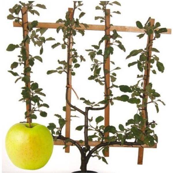 Pommier 'Golden Delicious' : taille en palmette verrier - Image 2