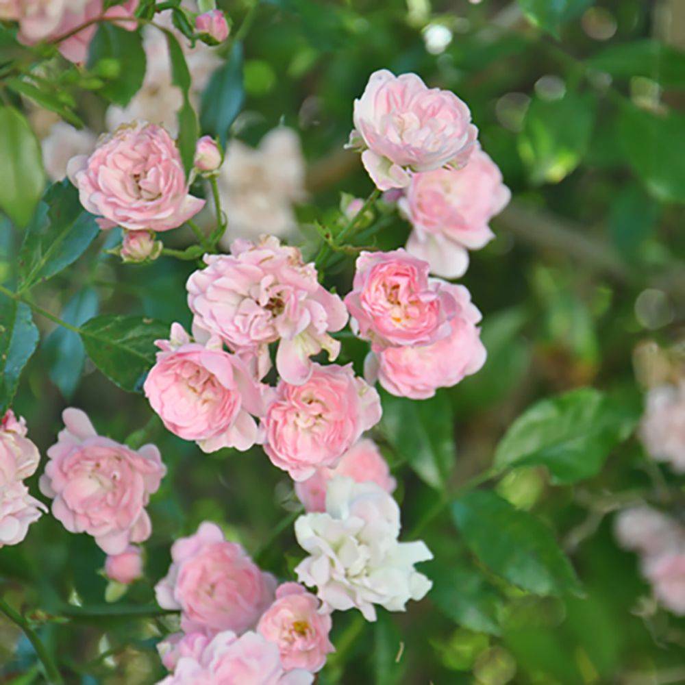 Rosier rosea