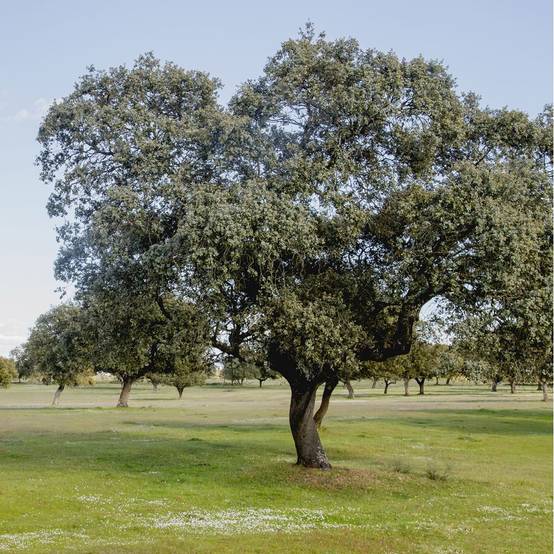 Chêne vert - Image 2