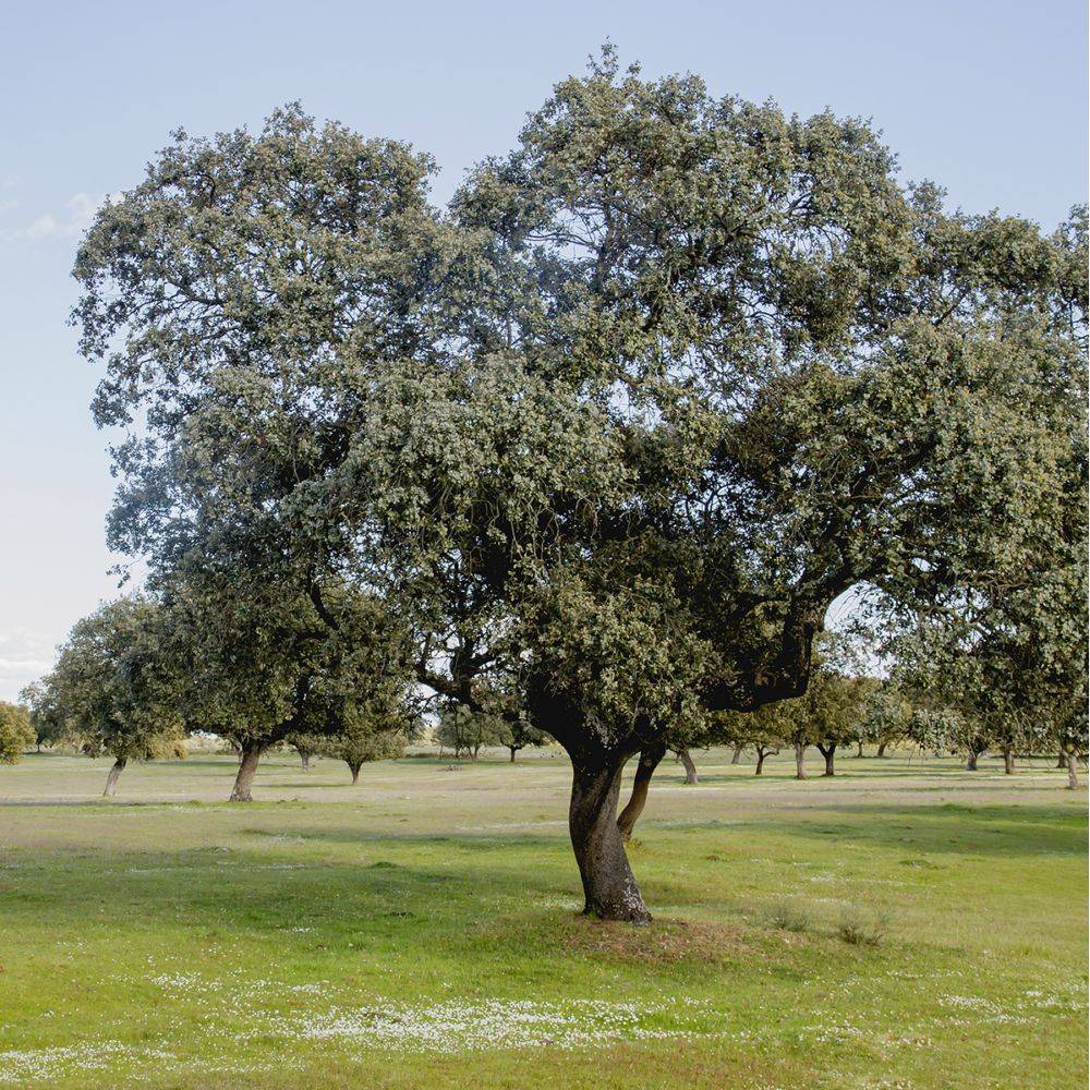 Chêne vert - Image 2