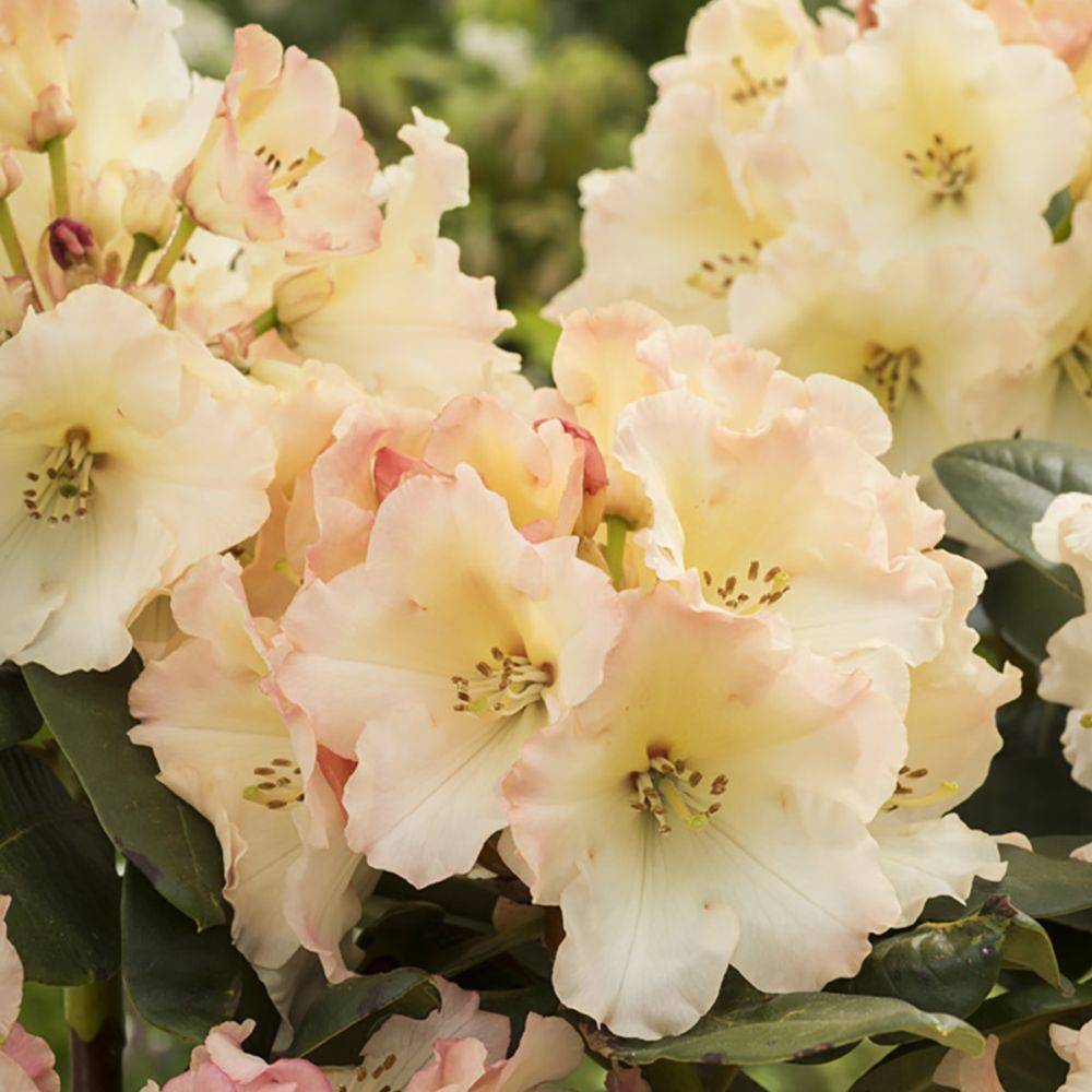 Rhododendron 'Horizon Monarch' - Image 2