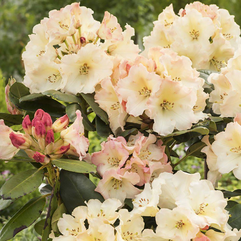 Rhododendron 'Horizon Monarch' - Image 4