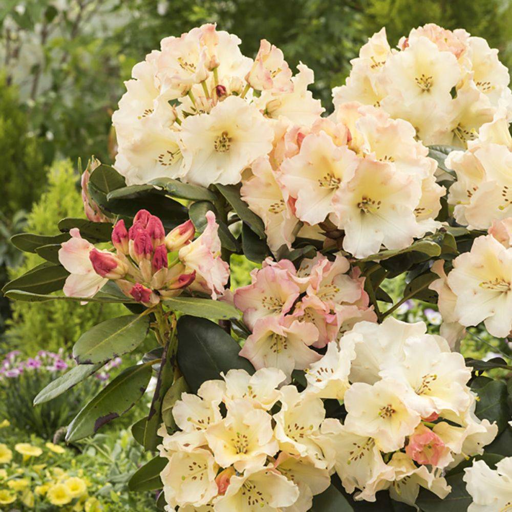 Rhododendron 'Horizon Monarch' - Image 3