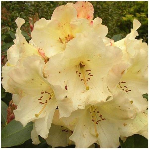 Rhododendron 'Horizon Monarch' - Image 5
