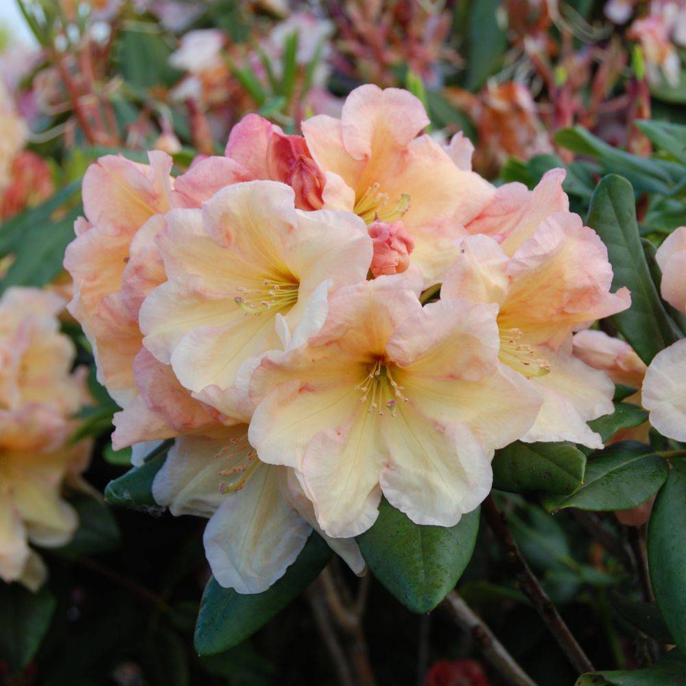 Rhododendron 'Horizon Monarch' - Image 1