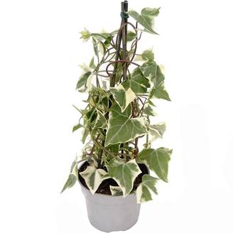 Senecio macroglossus