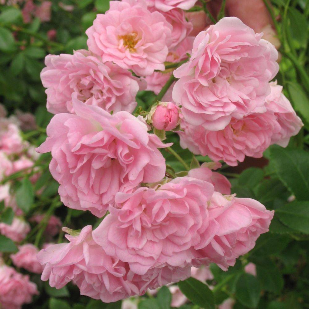 Rosier 'The Fairy' - Image 1