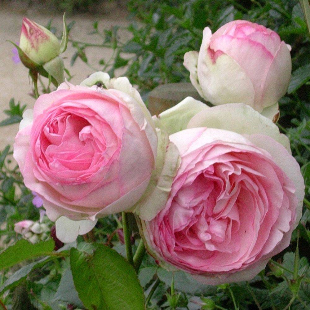 Rosier grimpant 'Pierre de Ronsard®' - Image 1