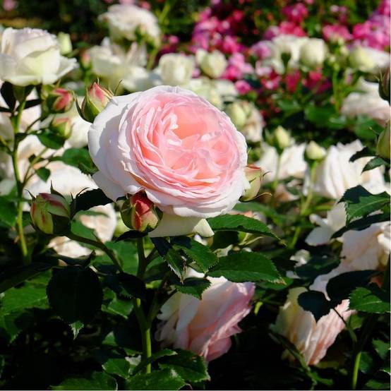 Rosier grimpant 'Pierre de Ronsard®' - Image 4